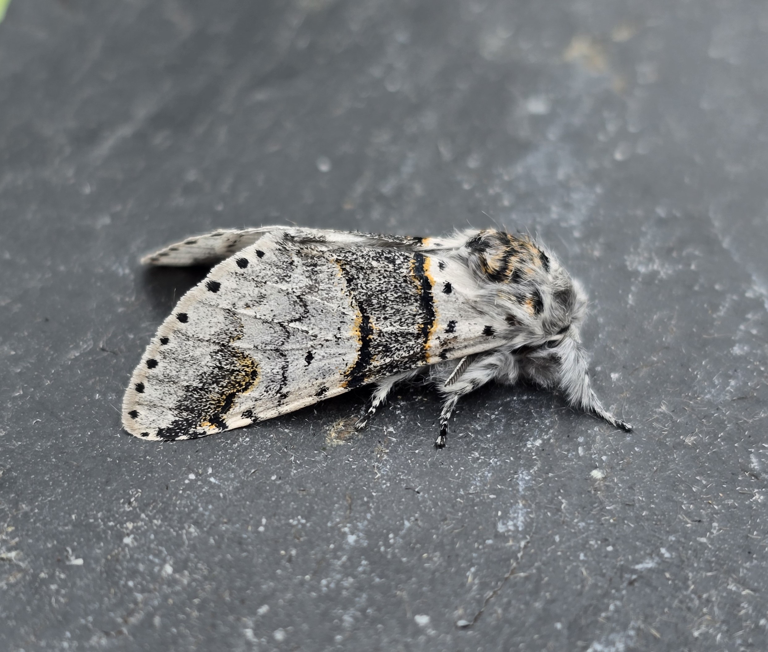 Photo of Poplar Kitten (Furcula bifida)